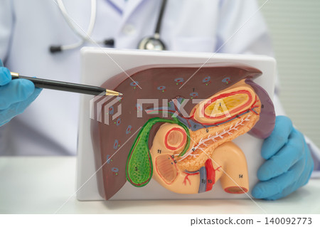 Liver with gallbladder, pancreas spleen and duodenum, Asian doctor holding human anatomy model for study diagnosis and treatment in hospital. Liver with gallbladder, pancreas spleen and duodenum, Asian doctor holding human anatomy model for study diagnosis and treatment in hospital. 140092773