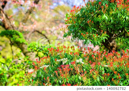 Background material: Andromeda Background material: Andromeda 140092782
