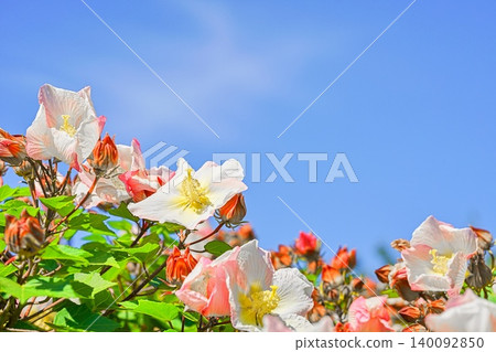 背景材質:木槿屬植物(Hibiscus sakishimaensis) 背景材質:木槿屬植物(Hibiscus sakishimaensis) 140092850