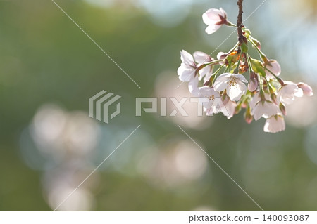 Cherry blossoms bathed in the spring light and copy space Cherry blossoms bathed in the spring light and copy space 140093087