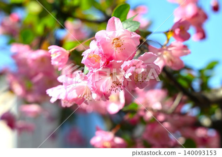 Beautiful crabapple blossoms in full bloom under a blue sky 1 140093153