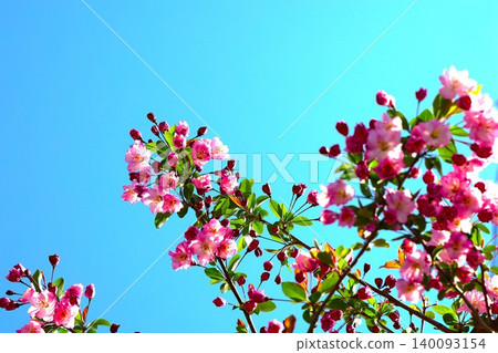 Beautiful crabapple blossoms in full bloom under a blue sky (2) 140093154