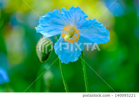 A single blue poppy A single blue poppy 140093221