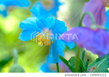 Blue Poppy 6 Blue Poppy 6 140093222