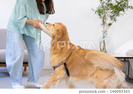 Pet training: Golden Retriever holding a slipper in its mouth Pet training: Golden Retriever holding a slipper in its mouth 140093303