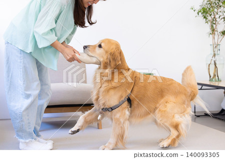 寵物訓練:金毛犬嘴裡叼著一隻拖鞋 寵物訓練:金毛犬嘴裡叼著一隻拖鞋 140093305