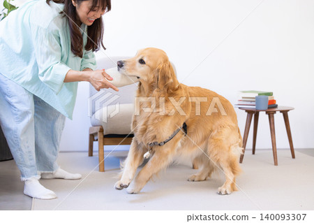 Pet training: Golden Retriever holding a slipper in its mouth 140093307