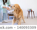 Pet training: Golden Retriever holding a slipper in its mouth 140093309