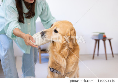 Pet training: Golden Retriever holding a slipper in its mouth Pet training: Golden Retriever holding a slipper in its mouth 140093310