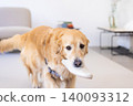 Pet training: Golden Retriever holding a slipper in its mouth 140093312