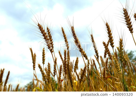 A scene of wheat with ears of grain emerging during the early summer harvest season (5) 140093320