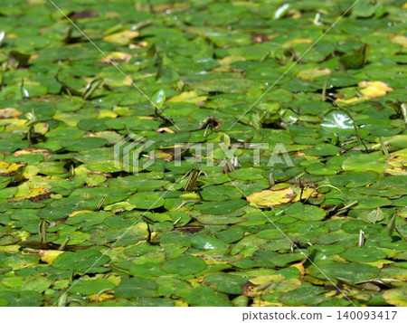 Water lilies float on the surface, covering it completely. Water lilies float on the surface, covering it completely. 140093417