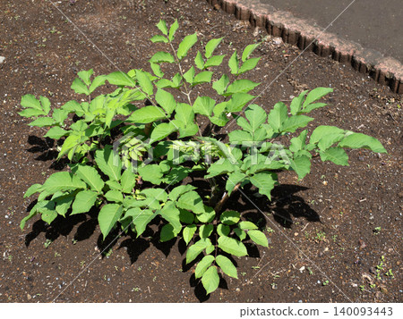 Cultivation of Japanese angelica tree (Udo) 140093443