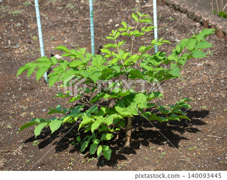 Cultivation of Japanese angelica tree (Udo) Cultivation of Japanese angelica tree (Udo) 140093445