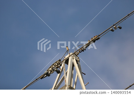 A shrike perched on top of a transmission tower 140093554