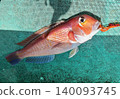 Sweet bream 140093745