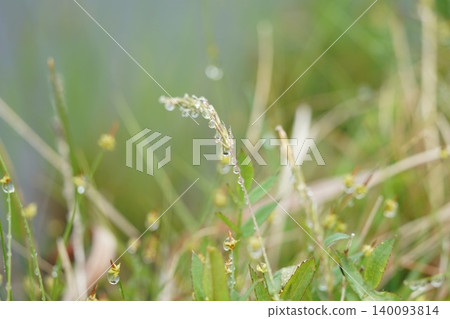 Wet wet by morning dew Wet wet by morning dew 140093814