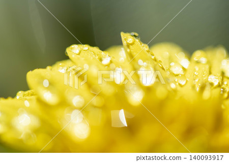 一朵沾滿露珠的花朵特寫。 一朵沾滿露珠的花朵特寫。 140093917
