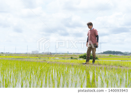 A man looking at rice seedlings in a rice field. A man looking at rice seedlings in a rice field. 140093943