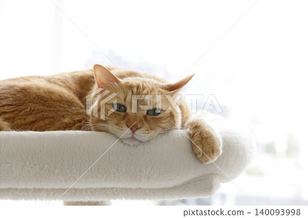 Daily scenery of cat parent and child Daily scenery of cat parent and child 140093998