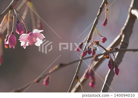 Weeping cherry blossom buds waiting to bloom. Weeping cherry blossom buds waiting to bloom. 140094010