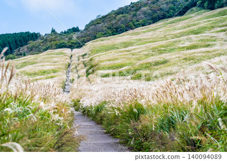 箱根仙石原薄野草甸 140094089