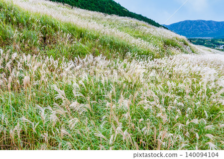 Hakone Sengokuhara Susukino meadow 140094104