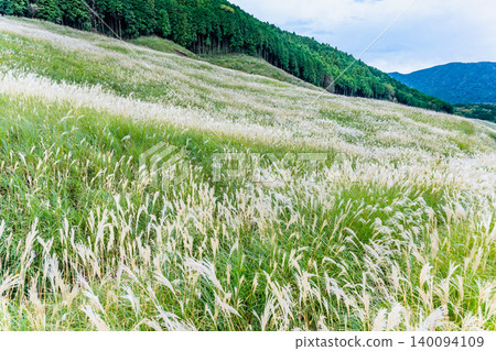 Hakone Sengokuhara Susukino meadow Hakone Sengokuhara Susukino meadow 140094109
