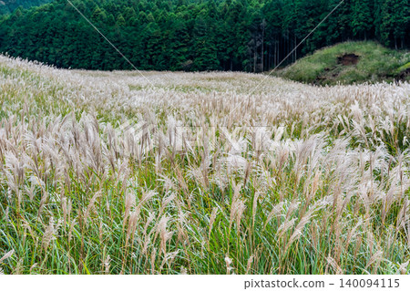 Hakone Sengokuhara Susukino meadow Hakone Sengokuhara Susukino meadow 140094115