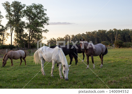 Horses grazing in a lush green pasture during a peaceful evening, enjoying freedom and the natural countryside environment with trees in the background Horses grazing in a lush green pasture during a peaceful evening, enjoying freedom and the natural countryside environment with trees in the background 140094552