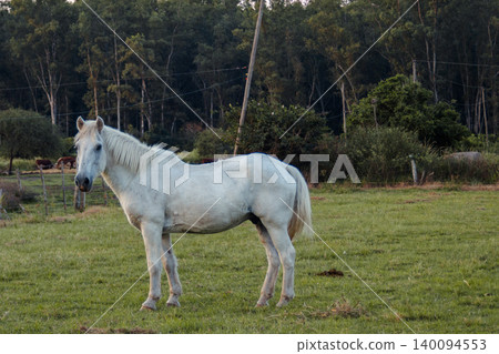 White horse standing majestically in a natural green field, looking directly forward with a calm expression, portraying wild beauty and freedom on a tranquil farm White horse standing majestically in a natural green field, looking directly forward with a calm expression, portraying wild beauty and freedom on a tranquil farm 140094553