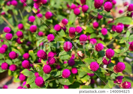 Close up of blooming magenta purple globe amaranth flowers with green leaves growing in a garden outdoors 140094825