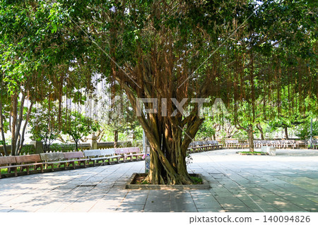 A large sacred banyan tree with hanging aerial roots in a sunny stone paved public park courtyard outdoors A large sacred banyan tree with hanging aerial roots in a sunny stone paved public park courtyard outdoors 140094826