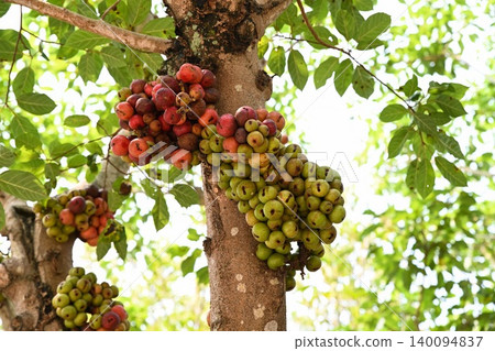Ficus racemosa cluster fig tree trunk with ripe red and green fruits family Moraceae close up tropical organic plant in garden Da Nang City Vietnam Ficus racemosa cluster fig tree trunk with ripe red and green fruits family Moraceae close up tropical organic plant in garden Da Nang City Vietnam 140094837