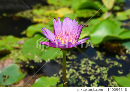 Nymphaea capensis purple water lily flower blooming in pond with flying honey bee family Nymphaeaceae close up tropical plant in Da Nang Vietnam Nymphaea capensis purple water lily flower blooming in pond with flying honey bee family Nymphaeaceae close up tropical plant in Da Nang Vietnam 140094848