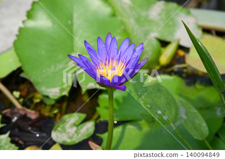 Nymphaea nouchali blue water lily flower blooming in a pond with green leaves family Nymphaeaceae close up tropical aquatic plant in Da Nang Vietnam 140094849