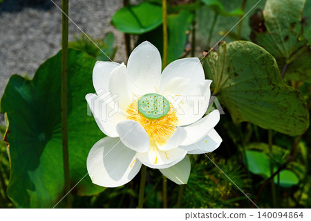 Single blooming white lotus flower with yellow center and green seed pod in a tropical pond in Vietnam close up Single blooming white lotus flower with yellow center and green seed pod in a tropical pond in Vietnam close up 140094864