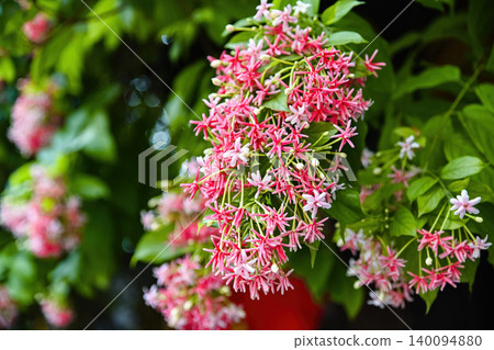 Beautiful combretum indicum rangoon creeper flowers blooming in dense pink clusters on a vine in tropical Vietnam garden Beautiful combretum indicum rangoon creeper flowers blooming in dense pink clusters on a vine in tropical Vietnam garden 140094880