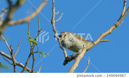 A Japanese bush warbler singing in the blue sky and the young leaves of early summer 140094967