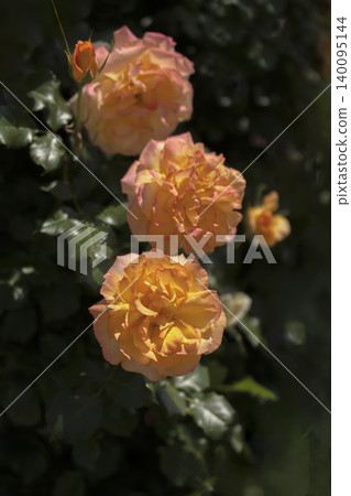 May roses evoke the image of early summer. May roses evoke the image of early summer. 140095144