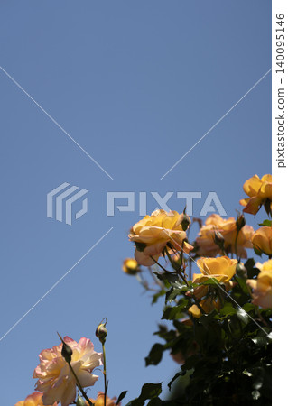 五月玫瑰,初夏的景象。 五月玫瑰,初夏的景象。 140095146