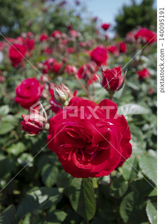 May roses evoke the image of early summer. May roses evoke the image of early summer. 140095191