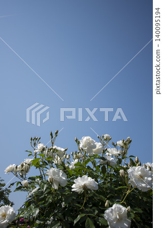 May roses evoke the image of early summer. May roses evoke the image of early summer. 140095194