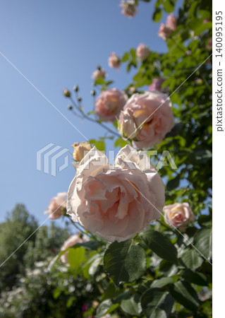 May roses evoke the image of early summer. May roses evoke the image of early summer. 140095195