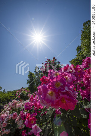May roses evoke the image of early summer. May roses evoke the image of early summer. 140095196