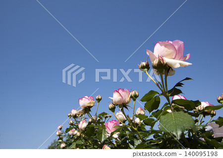 May roses evoke the image of early summer. May roses evoke the image of early summer. 140095198