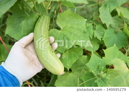 Close up of a farmer's hand in a glove harvesting a fresh green cucumber from the vine in an organic garden. Close up of a farmer's hand in a glove harvesting a fresh green cucumber from the vine in an organic garden. 140095279