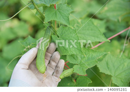 Close-up of a gardener hand in a glove holding a fresh young green cucumber growing on a vine in a greenhouse. Organic farming and harvesting concept. Close-up of a gardener hand in a glove holding a fresh young green cucumber growing on a vine in a greenhouse. Organic farming and harvesting concept. 140095281