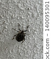 The disliked brown marmorated stink bug 140095301