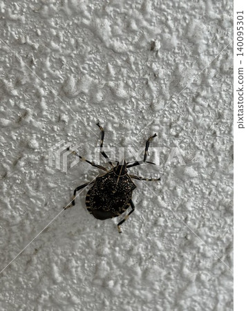 The disliked brown marmorated stink bug The disliked brown marmorated stink bug 140095301